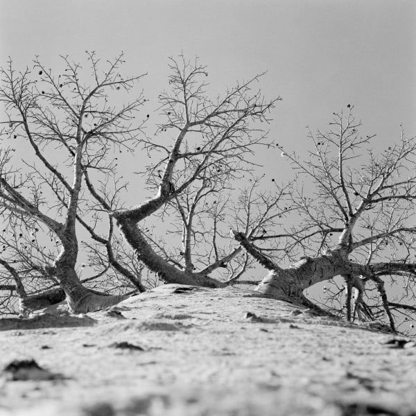 Pancho Saula, Baobab Road, 2017.