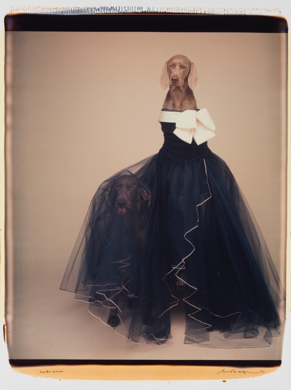 William Wegman, Underwear, 1992.