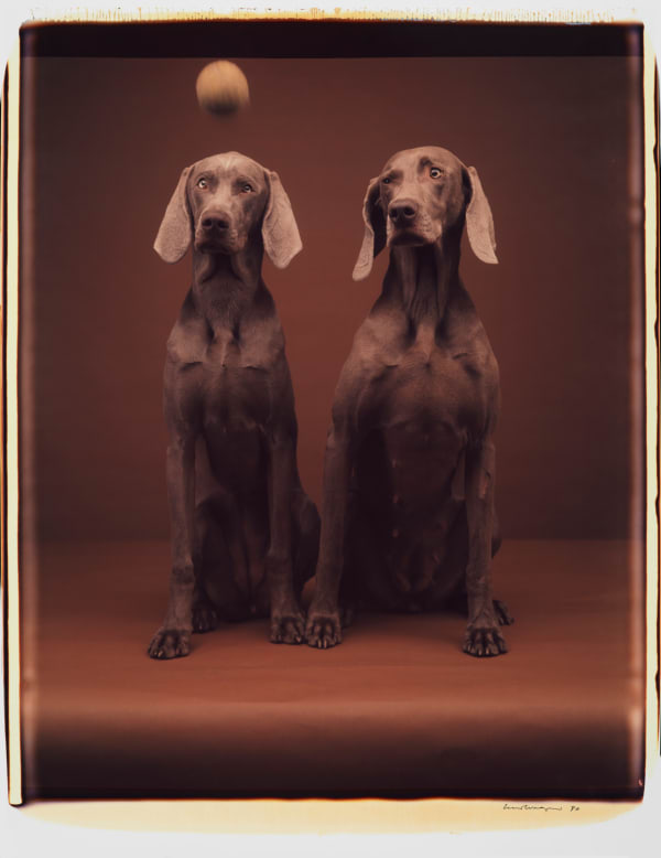 William Wegman, Untitled, 1990.