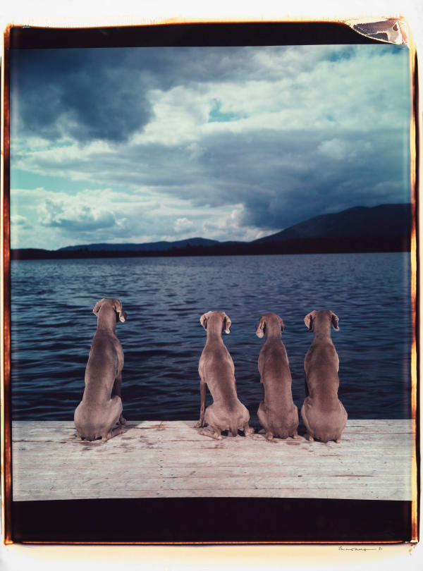 William Wegman, Untitled, 1991.