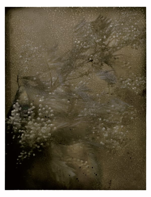 Sarah Moon, Mimosas, 2021.