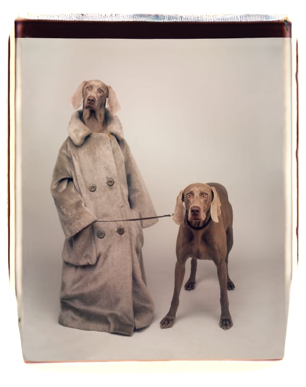 William Wegman, Dog Walker, 1990.