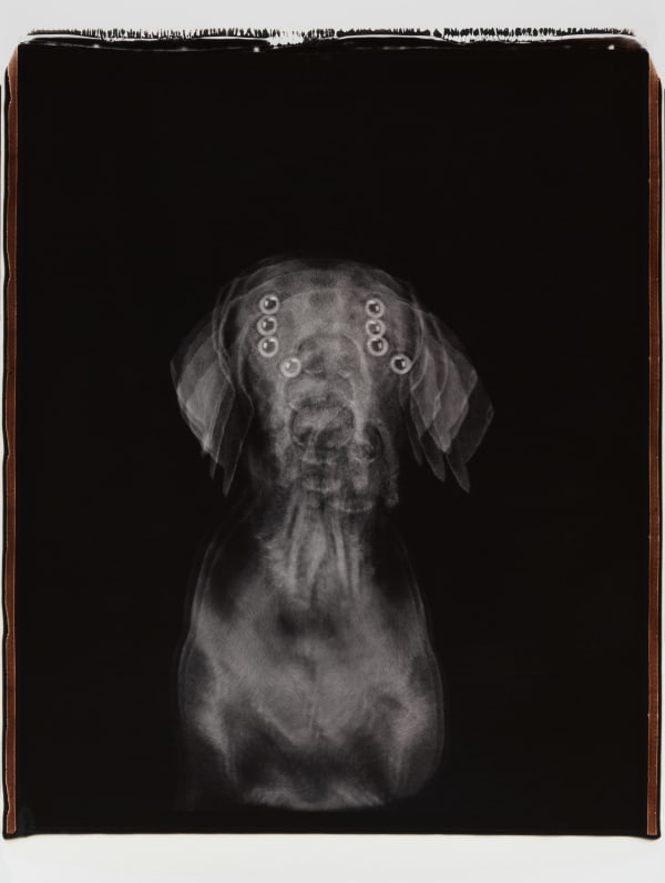 William Wegman, Untitled, 2005.