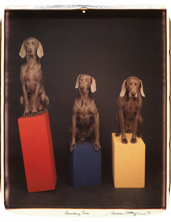 William Wegman, Primary Trio, 1991.