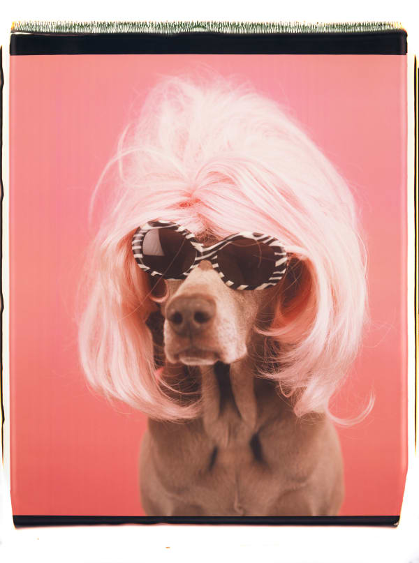 William Wegman, Untitled, 1999.