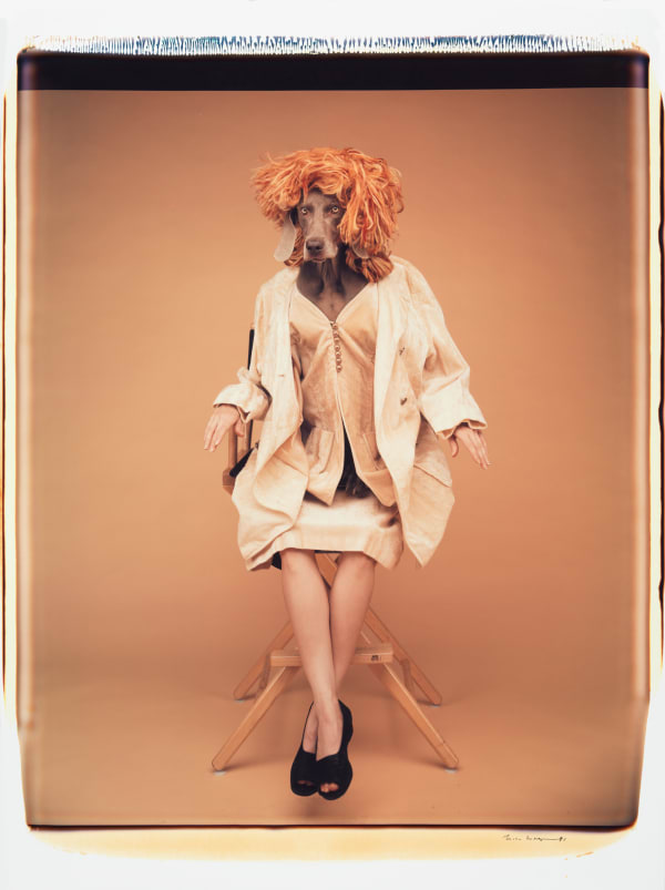 William Wegman, Sitting Tall, 1991.