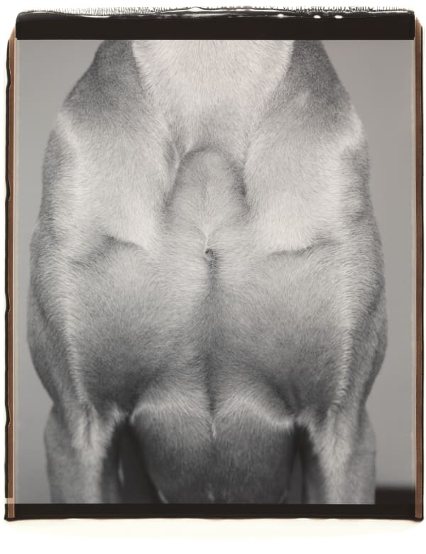 William Wegman, Façade, 2000.