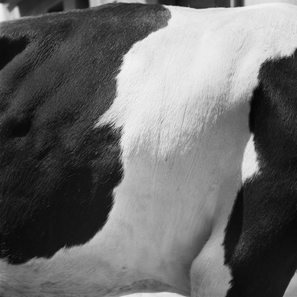 Ramón Masats, Terrassa, 1953.