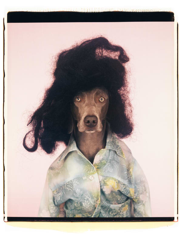 William Wegman, Ionian, 2005.