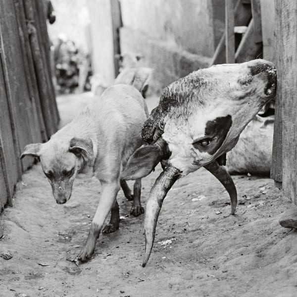 Pancho Saula, The Dance, 2017.