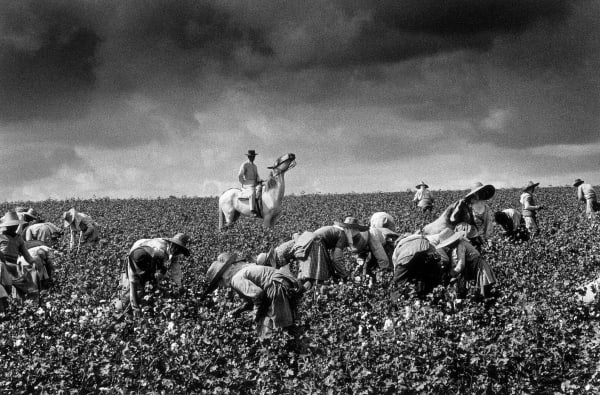 Ramón Masats, Cotton Harvest, Jerez de la Frontera, Cádiz, 1963.