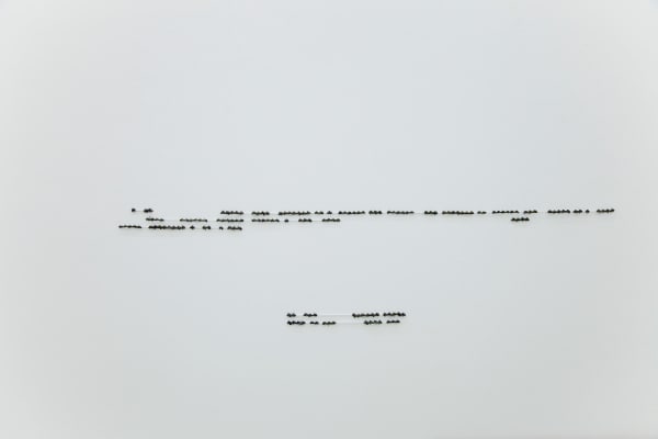 Frederico Filippi, Cobra Criada #B3, 2019