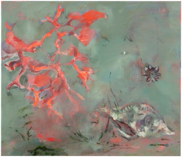 Anthozoa & Strombus arayaensis