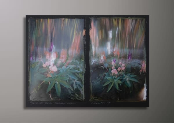 Charlotte Cornaton Mimosa Pudica I