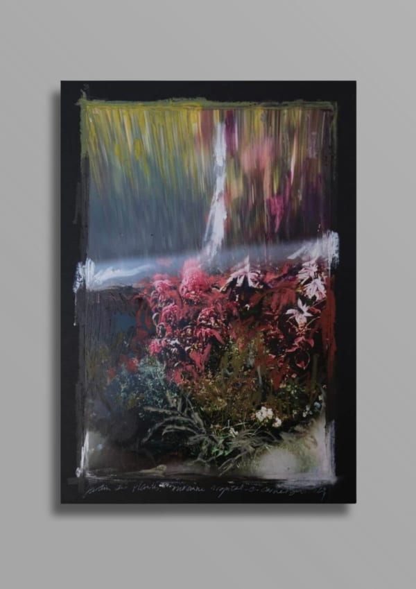 Charlotte Cornaton Amaranthus XIII