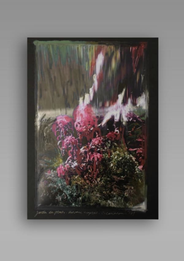 Charlotte Cornaton Amaranthus XIV