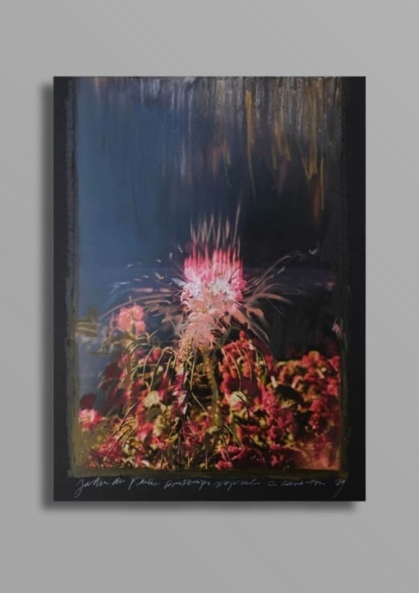 Charlotte Cornaton Amaranthus XVI