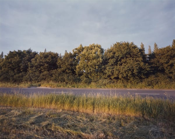 Paul Graham, Hedge in wind, Bedfordshire, june 1982
