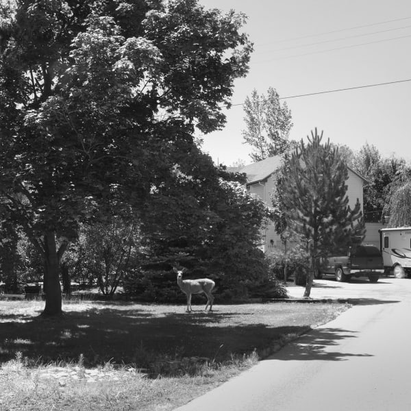 Deer on 39th Street