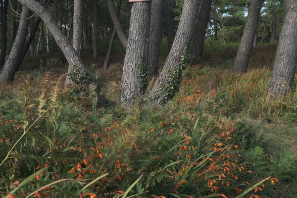 Sans titre (Finistère, n°1)