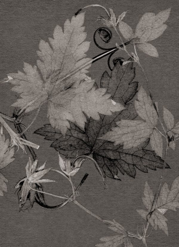 Un jardin pour Eugène D. #05