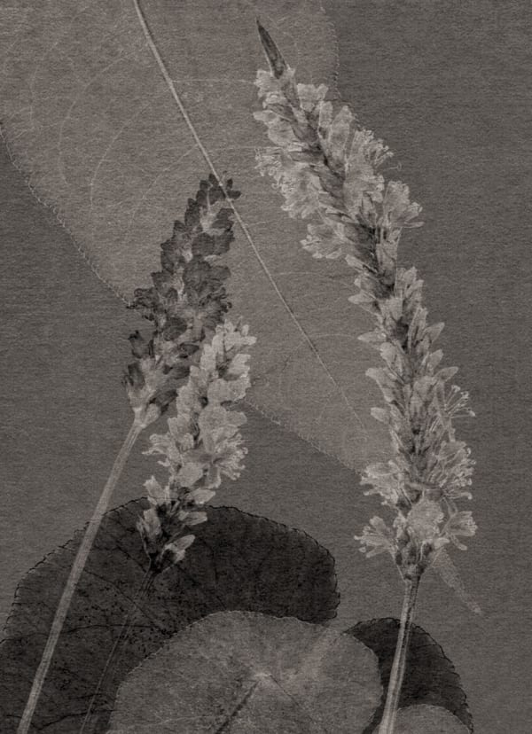 Un jardin pour Eugène D. #07