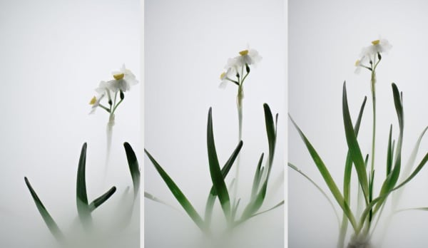 Wu Chi-Tsung 吳季璁, Still Life 007 - Daffodil 小品之七 - 水仙, 2018