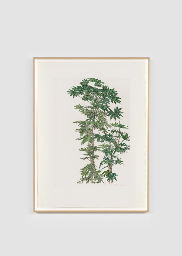 Sam Szafran Aralias, c. 1970 Aquatinte rehaussée à l'aquarelle / Watercolor enhanced aquatint 85 x 44 cm / 33 1/2 x 17 3/8 in (framed)