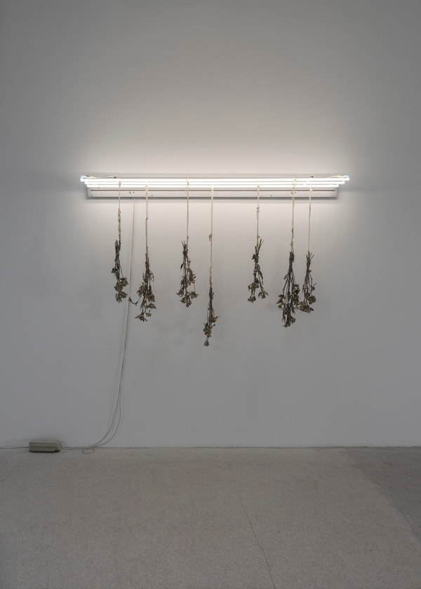 Chloé Delarue, TAFAA - OBSCENE TEARS (Shout out no more extase), 2025