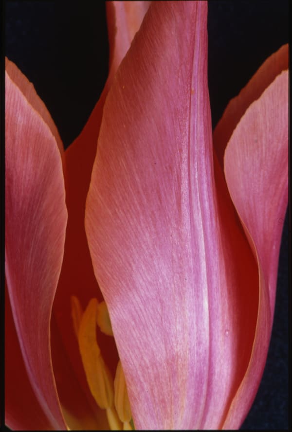 UNGLEE Flammes sur fond noir (Tulipe Lys) - 1992 Photographie 50,7 x 34 cm 20 x 13 3/8 inches
