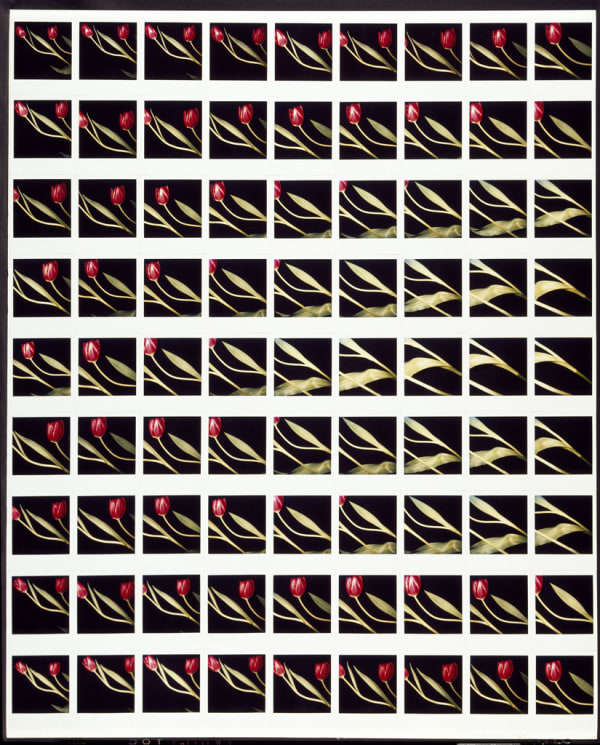 UNGLEE Sans titre, 8 avril Photographie 97,3 x 79,3 cm 38 5/16 x 31 5/16 inches