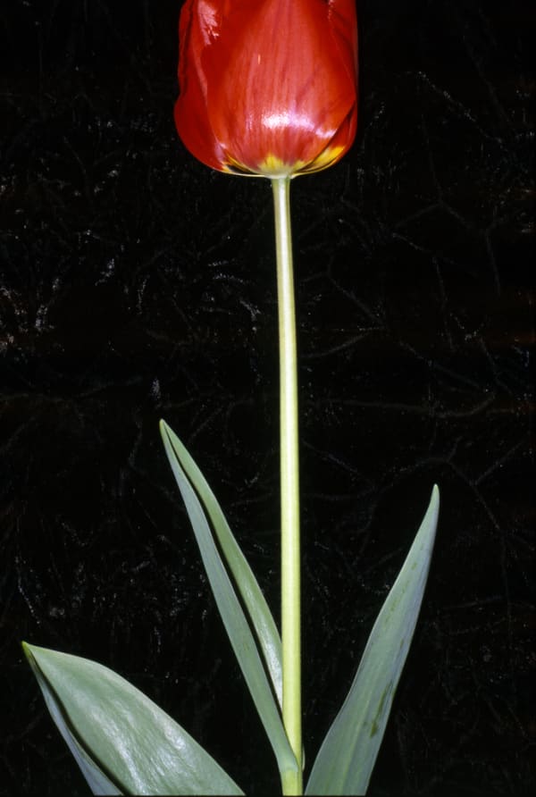 UNGLEE Identité, Melun 1990 - Paris 1990 Photographie 103 x 70,2 cm 40 1/2 x 27 5/8 inches