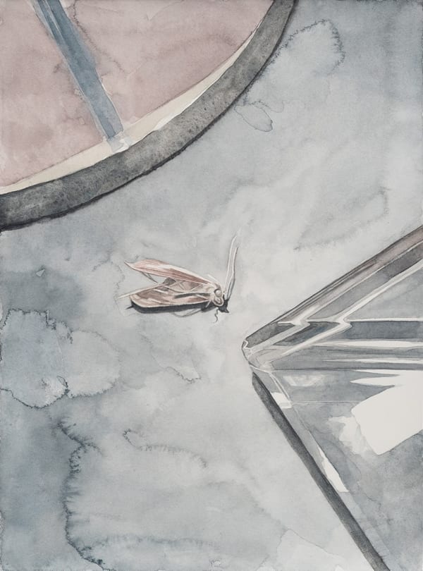 Friedemann Heckel Motte, 2024 Aquarell auf Papier 31 x 23 cm