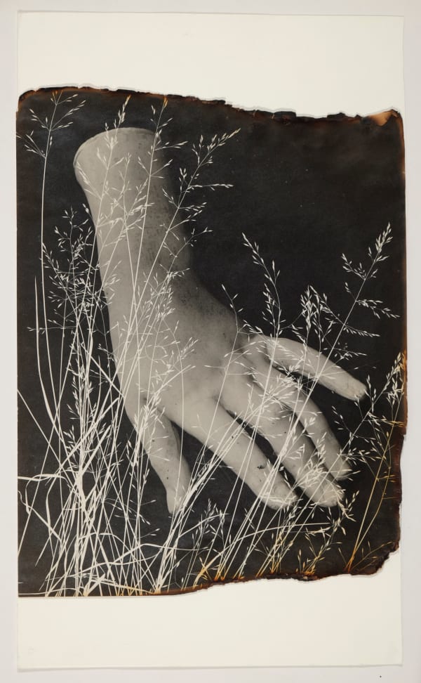 Sans titre (photogramme)