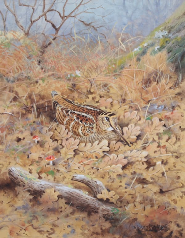 Richard Robjent - Bécasse au repos