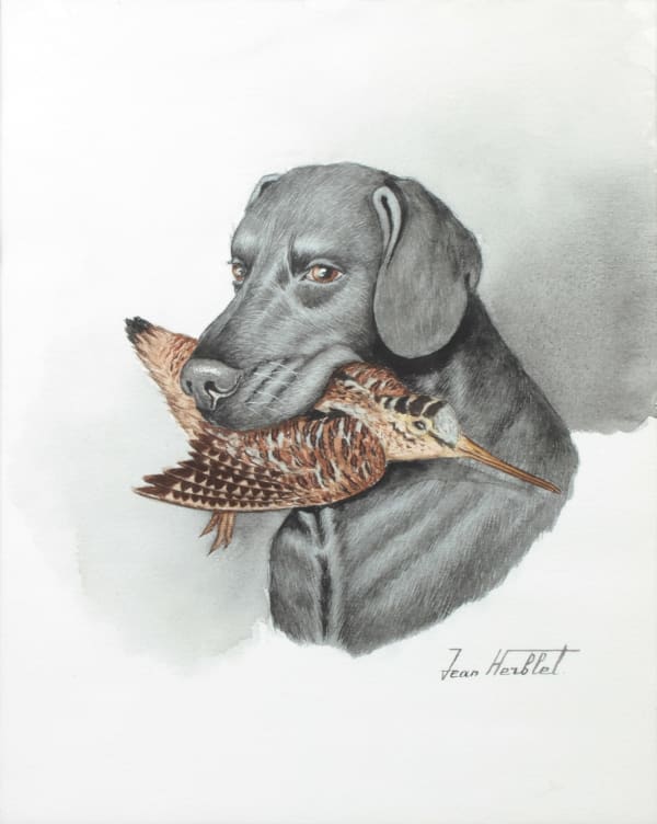 Jean HERBLET (Arthur KLEIN, dit O'KLEIN) - Labrador à la bécasse