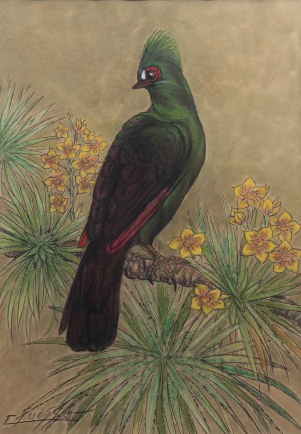 Gaston Suisse, Touraco