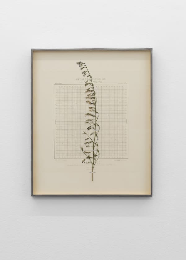 CAROLINE CORBASSON, Starlight I, 2020