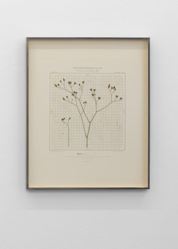 CAROLINE CORBASSON, Starlight II, 2020