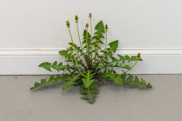 Tony Matelli, Abandon Weed, 2019