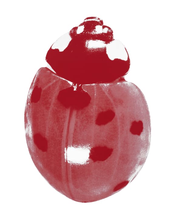 KATHARINA FRITSCH, Postkarte 3. (Käfer), 2009