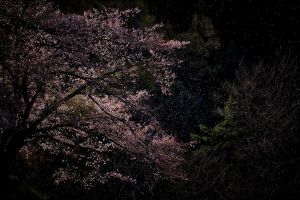 Yasuhiro Ogawa, On a Windy Day, 2016