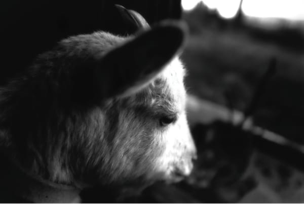 Yasuhiro Ogawa, A Goat in the Island, 2010