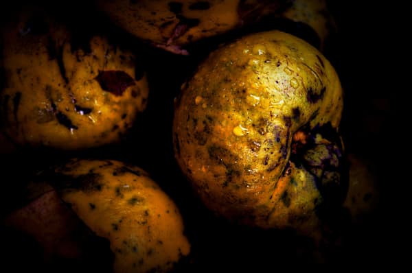 Yasuhiro Ogawa, Fruits in Decay, 2014