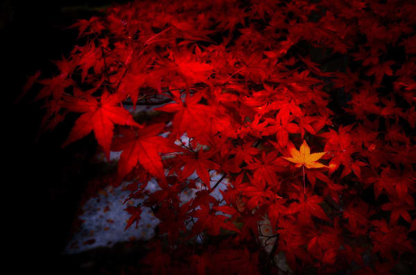 Yasuhiro Ogawa, Worshipper's Path