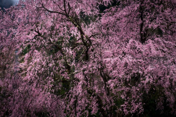 Yasuhiro Ogawa, Cherry Blossom, 2016