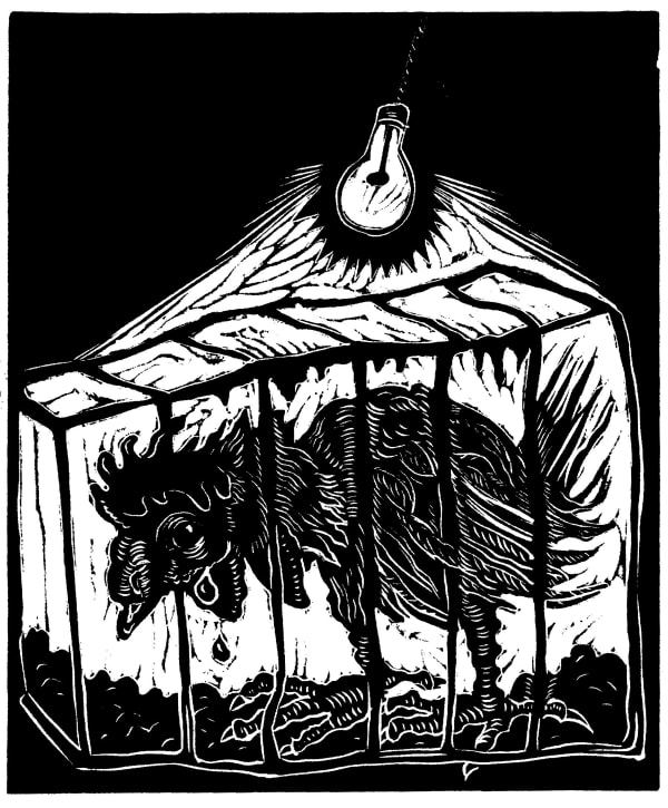 Caged Chicken