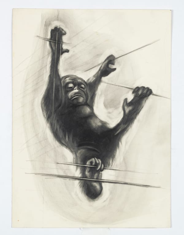 Chester Zoo, UK: Orangutan Climbs Enclosure II