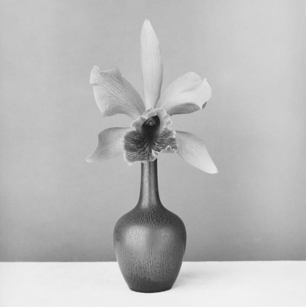 Robert Mapplethorpe Orchid, 1987 Silver gelatin print image size: 49 x 48.9 cm | 19 1/4 x 19 1/4 in paper size: 61 x 50.8 cm | 24 x 20 in framed dimensions: 70.7 x 68.2 x 3 cm | 27 7/8 x 26 7/8 x 1 1/8 in Edition 7/10