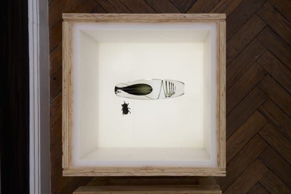 Maria Loboda Vasemania / Urn Burial, 2025 Hand blown glass vase, wooden crate, insect 60.5 x 57 x 46.5 cm 23 7/8 x 22 1/2 x 18 1/4 in